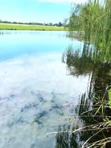 Country Home and Farm on 15 Acres with Pond - image 20