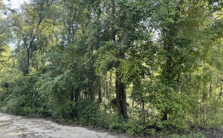 Rare Suwannee Riverfront Retreat - 4 Acres In Jasper, FL - image 6