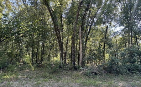 Rare Suwannee Riverfront Retreat - 4 Acres In Jasper, FL - image 2