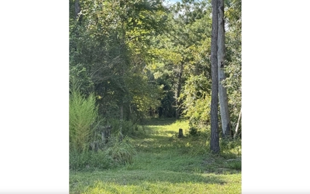 Rare Suwannee Riverfront Retreat - 4 Acres In Jasper, FL - image 13