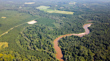 224.56 Acres | Prime Hunting Land | Oglethorpe, Ga - image 6