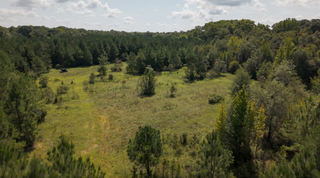 224.56 Acres | Prime Hunting Land | Oglethorpe, Ga - image 10
