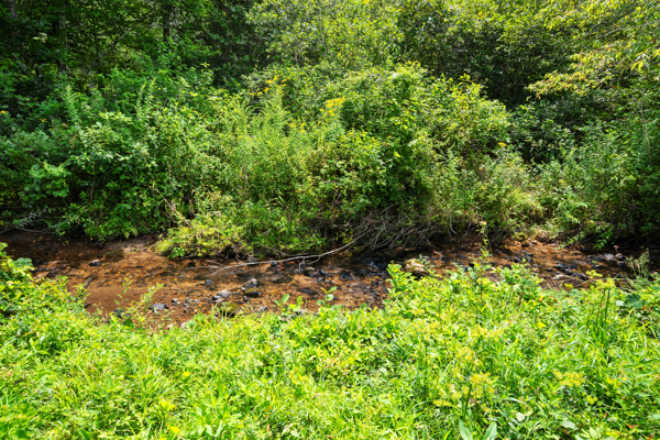 Mountain Retreat with Creek Frontage for Sale in Willis VA