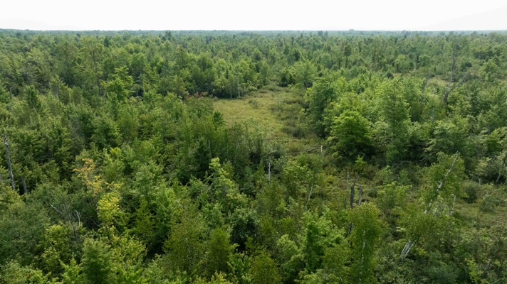 40+/- Acres with Hunting Cabin – Town of Finley, Juneau County