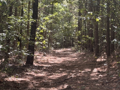 Hunting Land & Timberland Acreage in Atlanta, TX for Sale - image 1