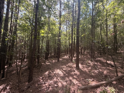 Hunting Land & Timberland Acreage in Atlanta, TX for Sale - image 27