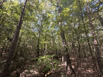 Hunting Land & Timberland Acreage in Atlanta, TX for Sale - image 19