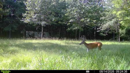 Hunting Land & Timberland Acreage in Atlanta, TX for Sale - image 6