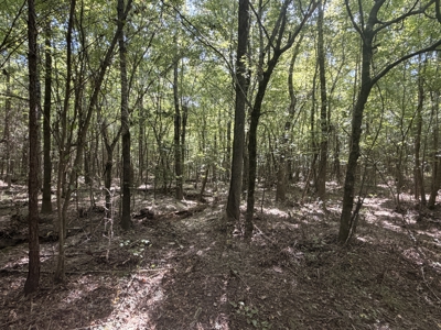 Hunting Land & Timberland Acreage in Atlanta, TX for Sale - image 28