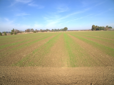 Davis, California Level Land for Farm, Ranch or Homes for Sale - image 12