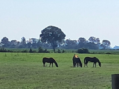 Horse Property 14 Acres with 150' × 60' Barn, Riding Arena & home - image 8