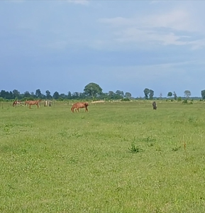 Horse Property 14 Acres with 150' × 60' Barn, Riding Arena & home - image 5