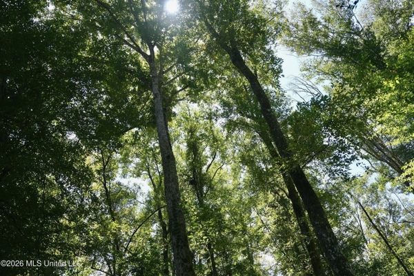 150 Acres for Sale in Magnolia MS on Tangipahoa River
