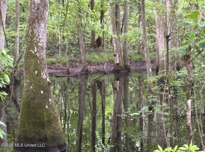 150 Acres for Sale in Magnolia MS on Tangipahoa River - image 8