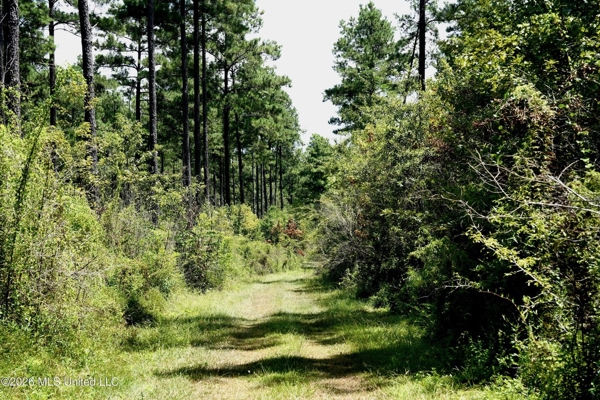 150 Acres for Sale in Magnolia MS on Tangipahoa River