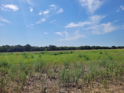 Open Country Acreage, Clarksville, TX, Red River Co, NE TX - image 5