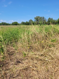 Open Country Acreage, Clarksville, TX, Red River Co, NE TX - image 6