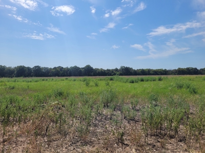 Open Country Acreage, Clarksville, TX, Red River Co, NE TX - image 4