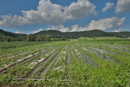 82.66 Acre Driftless Valley Farm with Trout Water Near Coon Valle - image 10