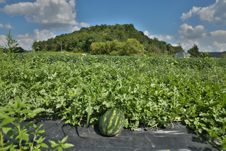 82.66 Acre Driftless Valley Farm with Trout Water Near Coon Valle - image 8