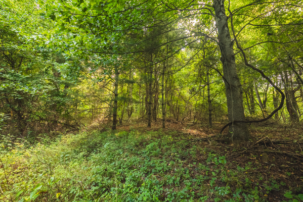 Land for sale in Floyd County VA