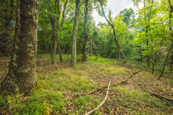 Land for sale in Floyd County VA
