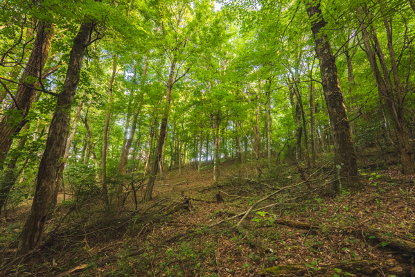 Land for sale in Floyd County VA