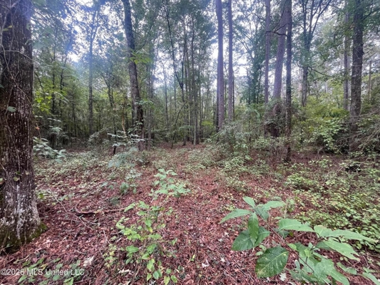 Highway 35 Land for Sale, Forest, Scott County MS
