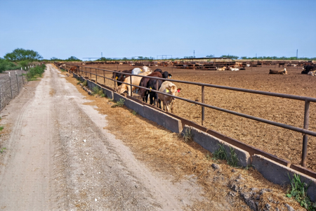 Turnkey South Texas Feedlot, Ranch Home & 105 Acres - image 45