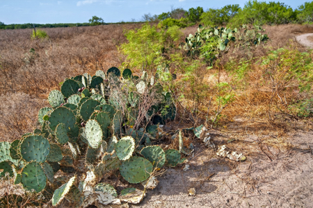 Turnkey South Texas Feedlot, Ranch Home & 105 Acres - image 42