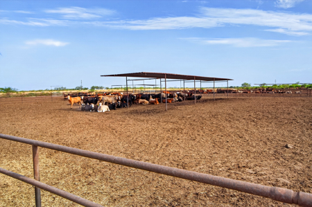 Turnkey South Texas Feedlot, Ranch Home & 105 Acres - image 46