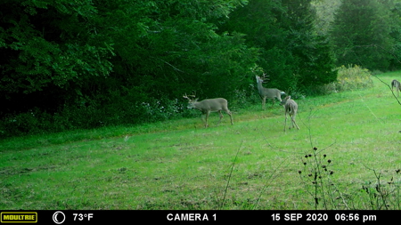 Ultimate Deer & Turkey Hunting 1 Hour West of St. Louis - image 19