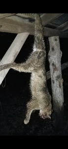 Ultimate Deer & Turkey Hunting 1 Hour West of St. Louis - image 14