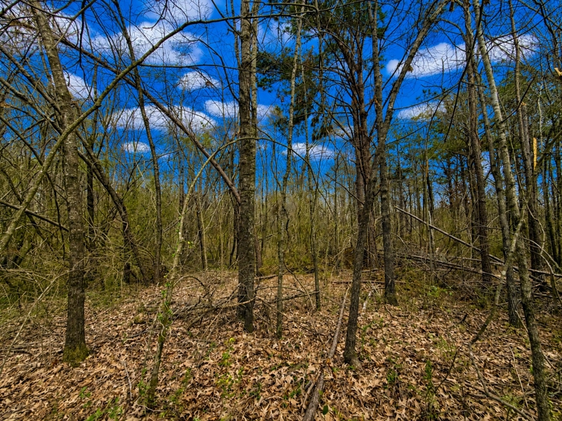 No Caption