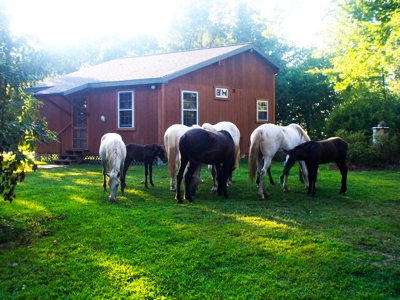 Scenic  Ozarks Income Producing  Retreat For Sale - image 5