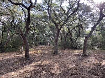 Land for Sale in Garwood, TX - Live Oaks, Creek & Wildlife - image 11