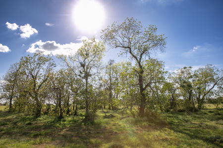 Farm & Ranch Property in Sealy, TX - image 3