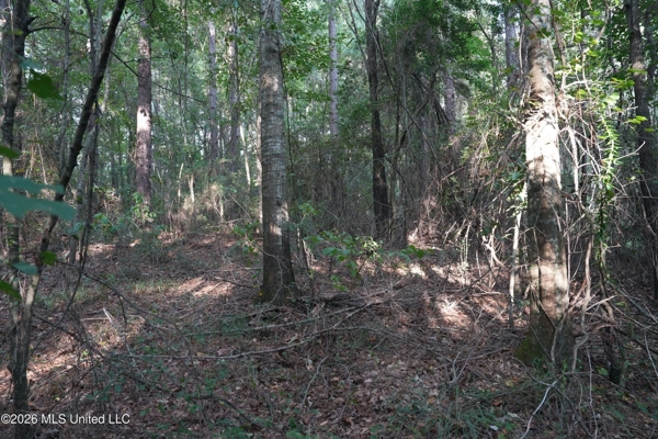 14 Acres for Sale Near Louin MS | Jasper County Land