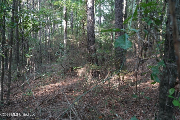 14 Acres for Sale Near Louin MS | Jasper County Land