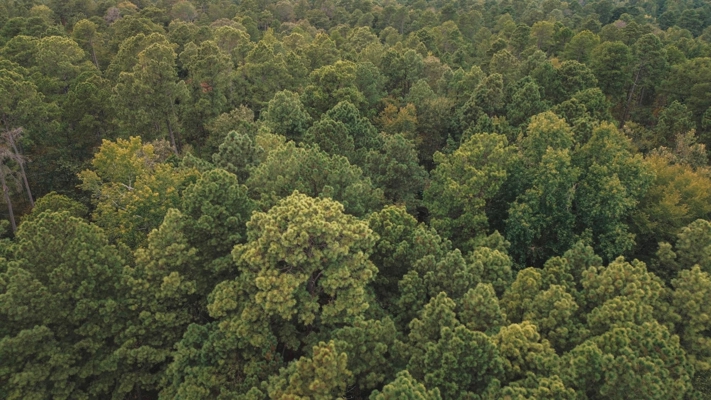 Affordable Union Parish Land for Sale