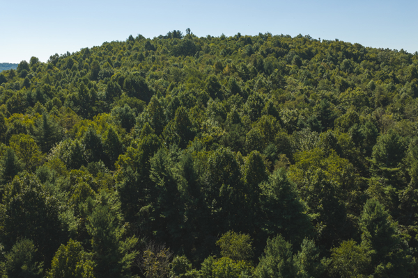 Large Recreational Tract for Sale in Bent Mountain VA