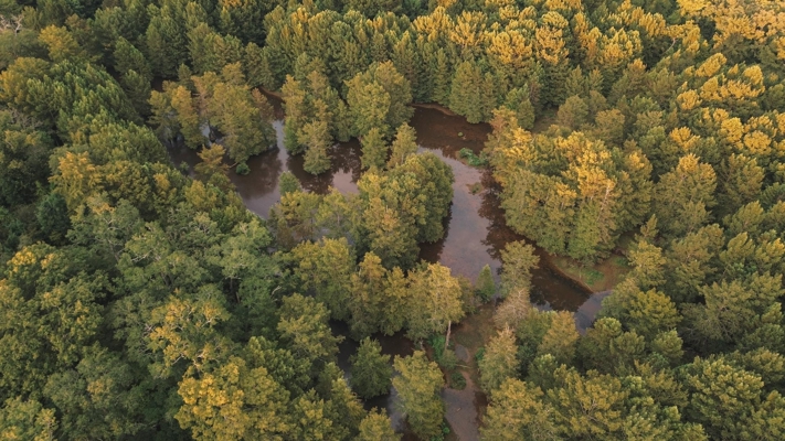 Lake D’Arbonne Waterfront Land for Sale