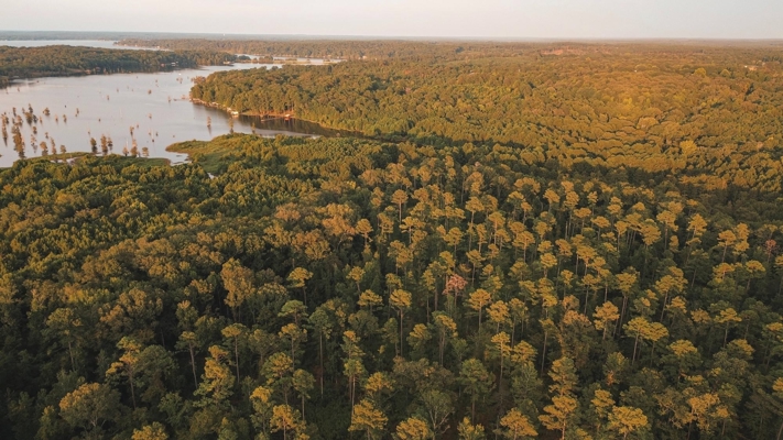 Lake D’Arbonne Waterfront Land for Sale