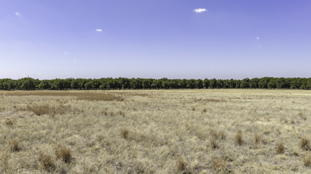 Pecan Flat 16+/- Acres 4 miles NW of Shallowater, Texas - image 10