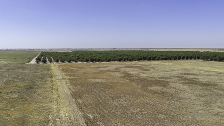 Pecan Flat 16+/- Acres 4 miles NW of Shallowater, Texas - image 2