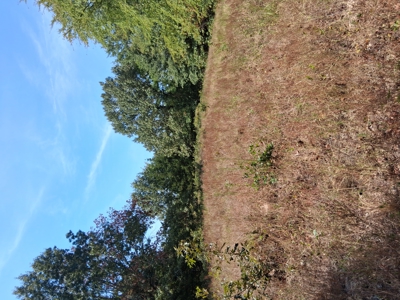 ±100 Acres Ranchland – Near Antlers & Hugo, Oklahoma - image 27