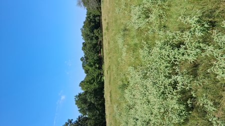 ±100 Acres Ranchland – Near Antlers & Hugo, Oklahoma - image 4