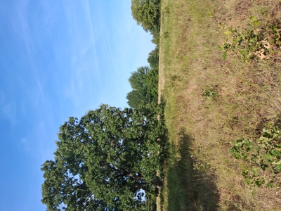 ±100 Acres Ranchland – Near Antlers & Hugo, Oklahoma - image 8