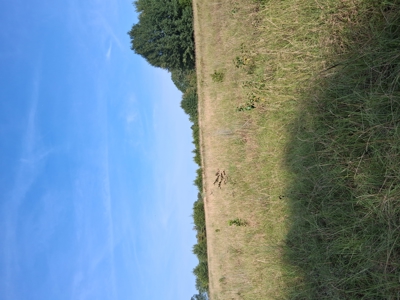 ±100 Acres Ranchland – Near Antlers & Hugo, Oklahoma - image 9