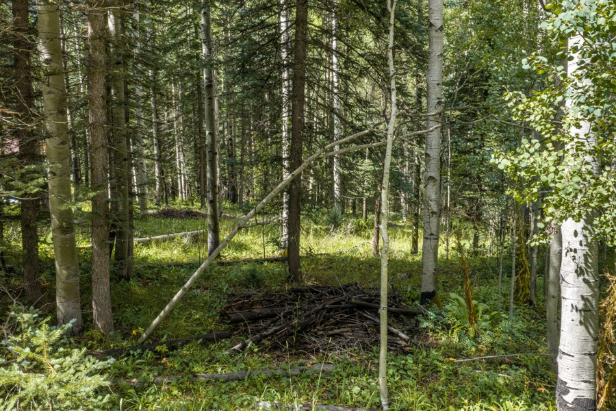No Caption